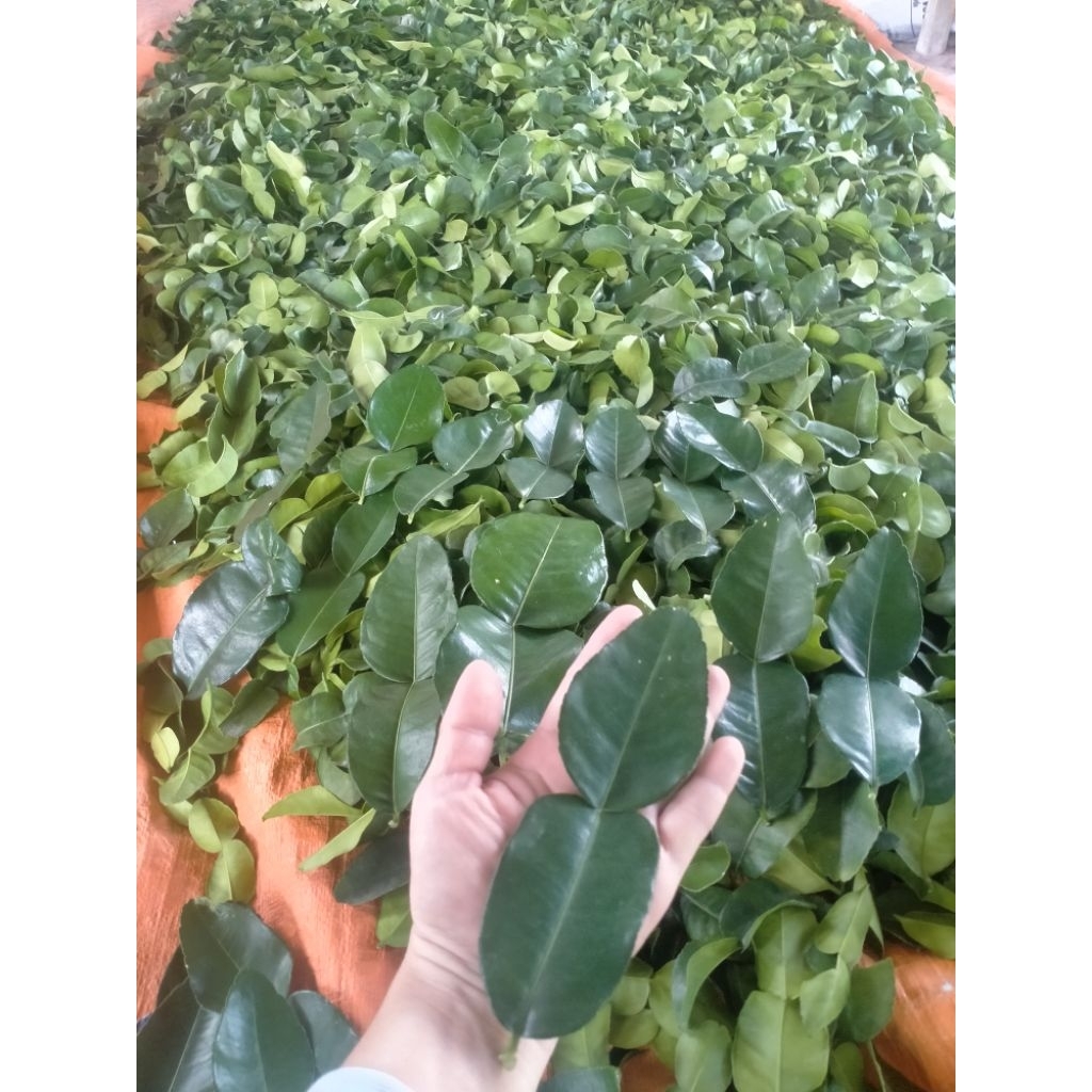 Lá Chúc tươi, lá chanh thái, hình số 8,  100g