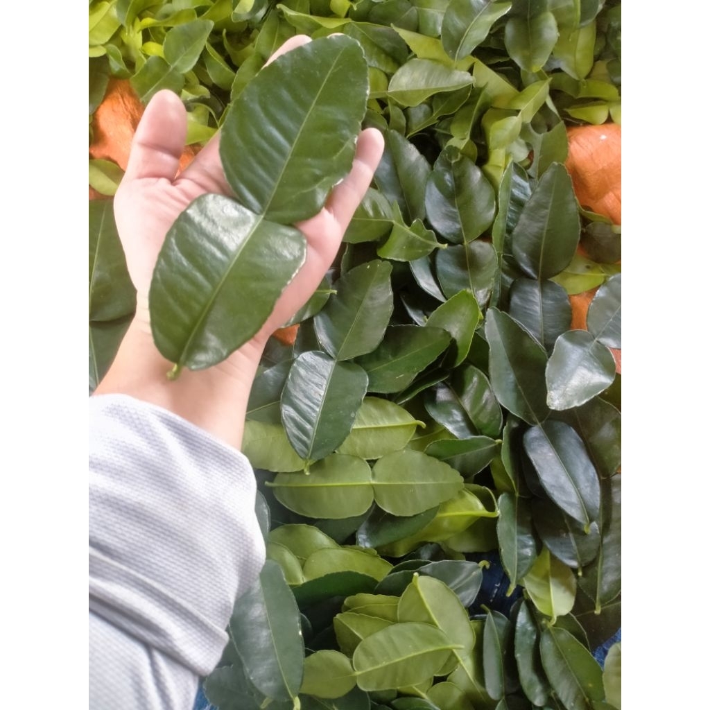 Lá Chúc tươi, lá Chanh Thái, hình số 8,   0,5kg