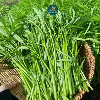 Hạt Giống Rau Muống Lá Tre Cao Sản (Gói 20g) Dễ Trồng, Nhanh Thu Hoạch, Trồng Quanh Năm