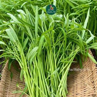 Hạt Giống Rau Muống Lá Tre Cao Sản (Gói 20g) Dễ Trồng, Nhanh Thu Hoạch, Trồng Quanh Năm