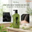 Dầu gội đầu Kiều Nương tinh chất trà xanh mần trầu sạch gàu thoáng da đầu tự nhiên Chai 500ml