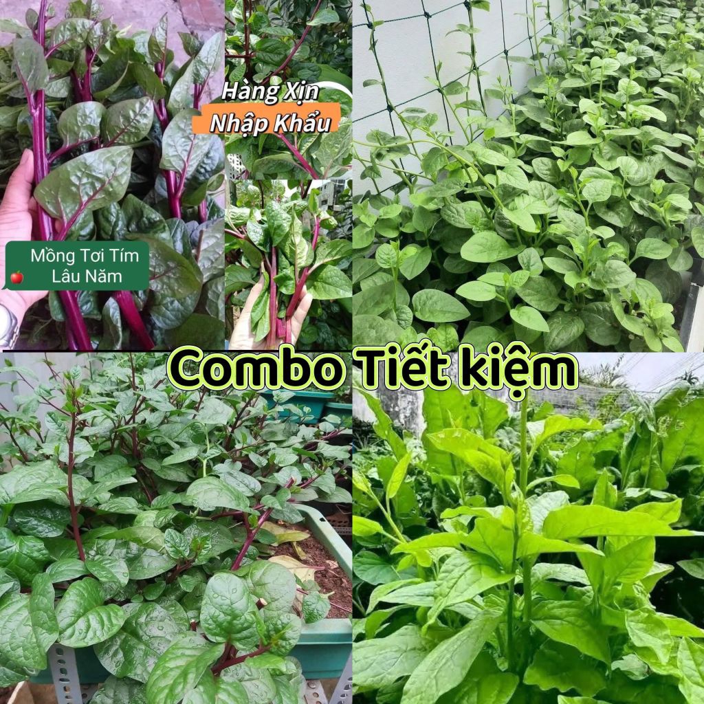 Hạt giống mồng tơi lá lớn  ❤️ ❤Sale Shock❤️❤️ chất lượng