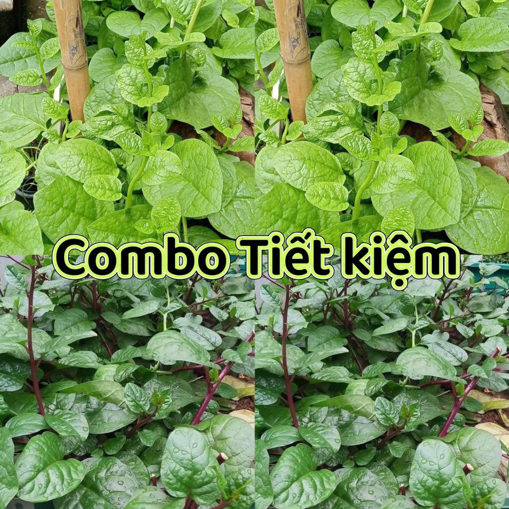 Hạt Giống Rau Chịu nhiệt, Trồng Quanh Năm, Siêu Dễ Trồng ,RAU MỒNG TƠI, Rau Muống, Mướp, Dưa, Đậu... các loại