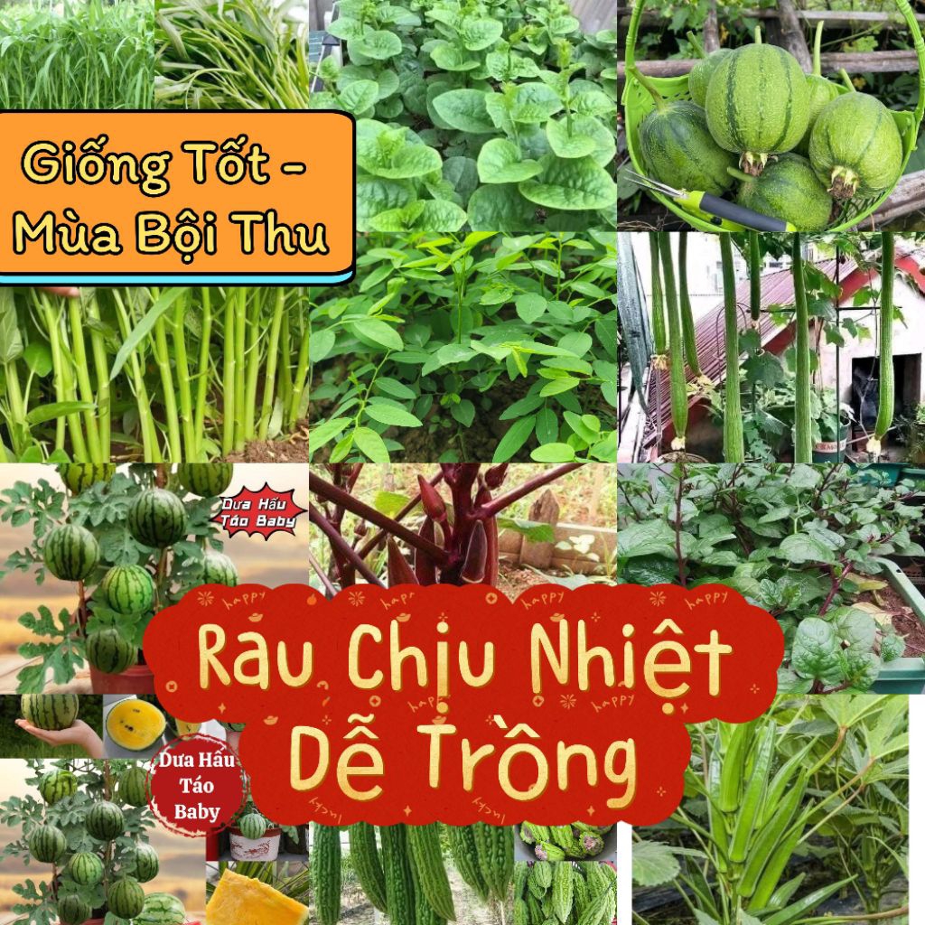 Hạt Giống Rau Chịu nhiệt, Trồng Quanh Năm, Siêu Dễ Trồng ,RAU MỒNG TƠI, Rau Muống, Mướp, Dưa, Đậu... các loại