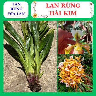 Lan hài kim thân lá xanh hoa to dễ dàng chăm sóc