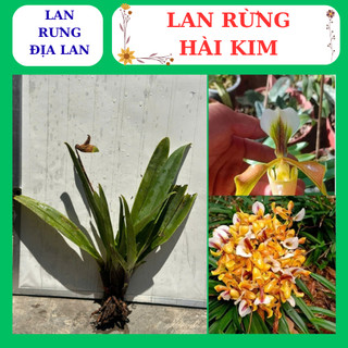 Lan hài kim thân lá xanh hoa to dễ dàng chăm sóc