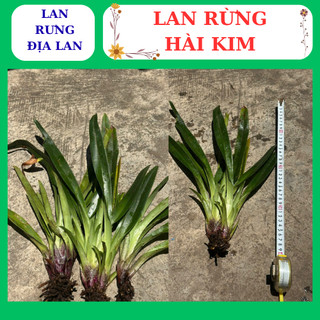 Lan hài kim thân lá xanh hoa to dễ dàng chăm sóc
