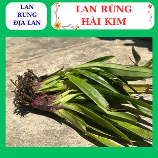 Lan hài kim thân lá xanh hoa to dễ dàng chăm sóc