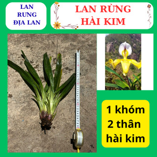 Lan hài kim thân lá xanh hoa to dễ dàng chăm sóc