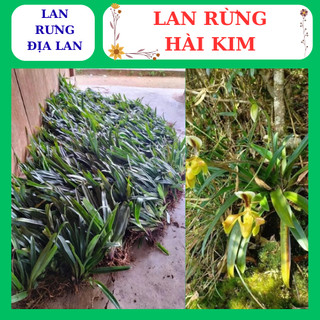 Lan hài kim thân lá xanh hoa to dễ dàng chăm sóc