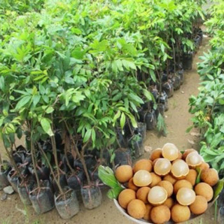 combo 2 cây nhãn lồng hưng yên