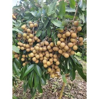 combo 2 cây nhãn lồng hưng yên