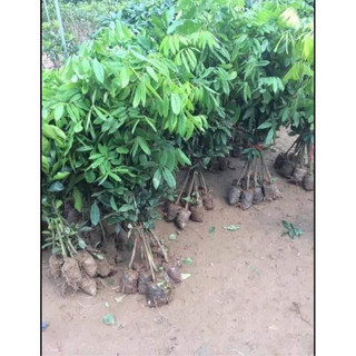 combo 2 cây nhãn lồng hưng yên