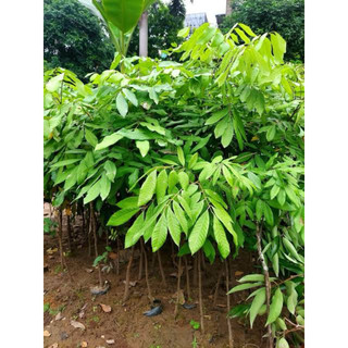 combo 2 cây nhãn lồng hưng yên