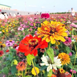 Hạt giống hoa cúc ngũ sắc Zinnia  -Zinnia Flower Seeds-100Hạt