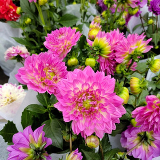 Hạt giống hoa thược dược  nhiều màu  - Dahlia Flower Seeds-100viên
