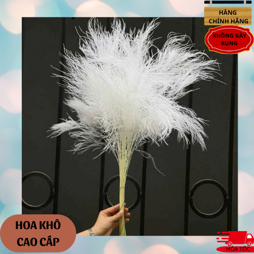 Hoa khô Tùng kim ý sấy tự nhiên có đủ màu decor trang trí nhà cửa ,khách sạn, nhà hàng, cafe
