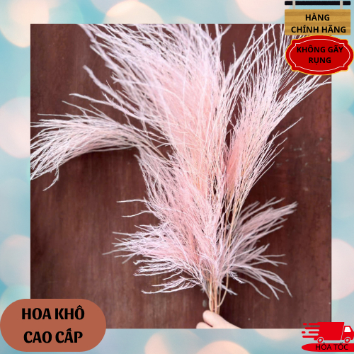 Hoa khô Tùng kim ý sấy tự nhiên có đủ màu decor trang trí nhà cửa ,khách sạn, nhà hàng, cafe