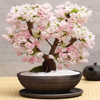 Hạt giống hoa anh đào Nhật Bản -Japanese Sakura Seeds-10viên