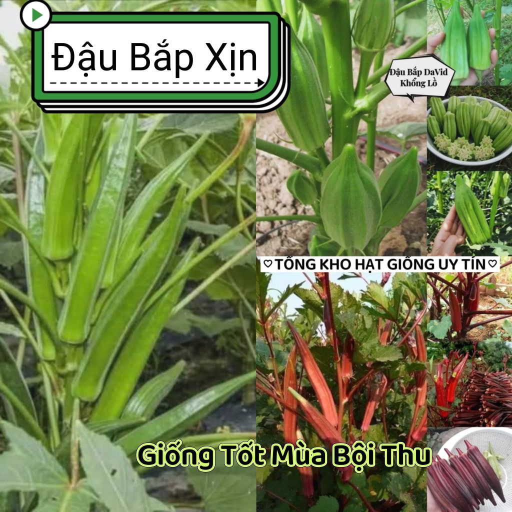 Hạt Giống Đậu Bắp Khổng Lồ Mỹ David ♥️ Non Ngọt🍀Chất Lượng Cao