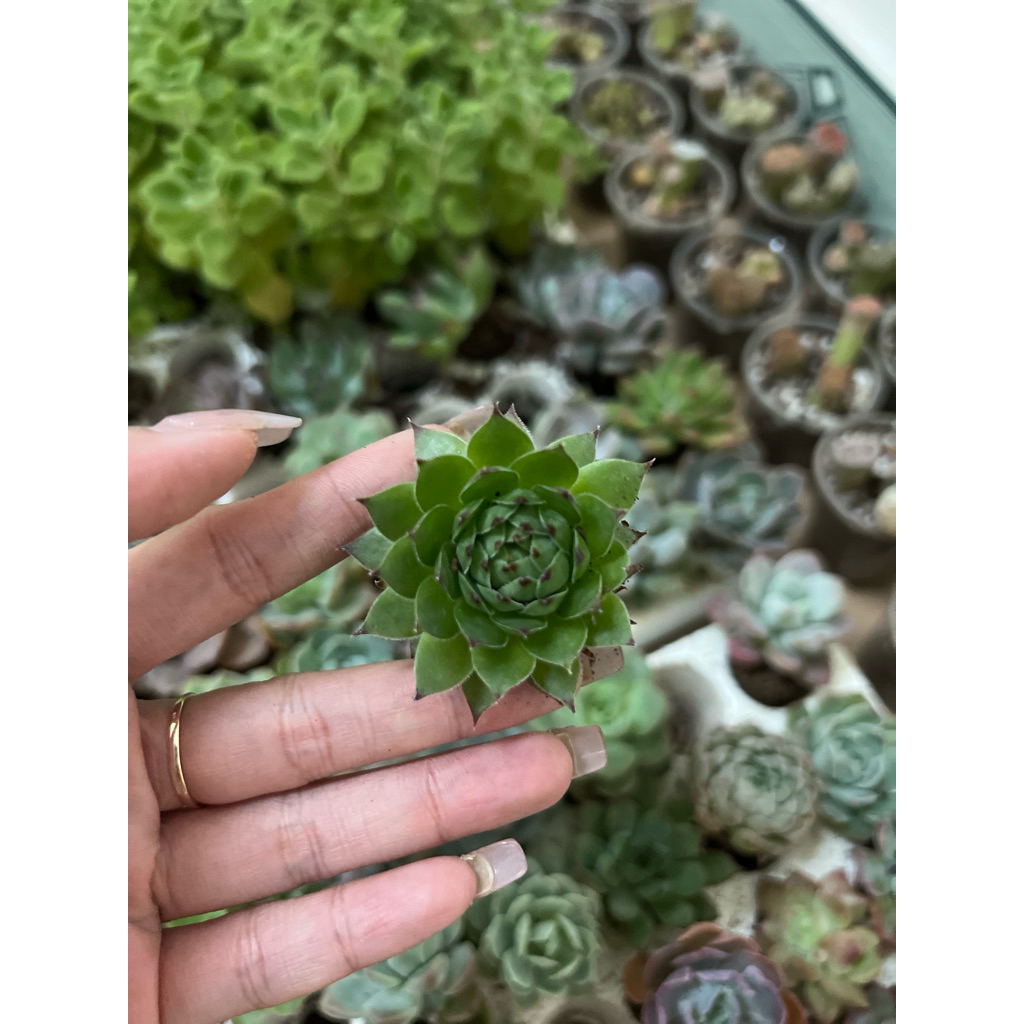 Sen đá mini 3-5cm giao ngẫu nhiên