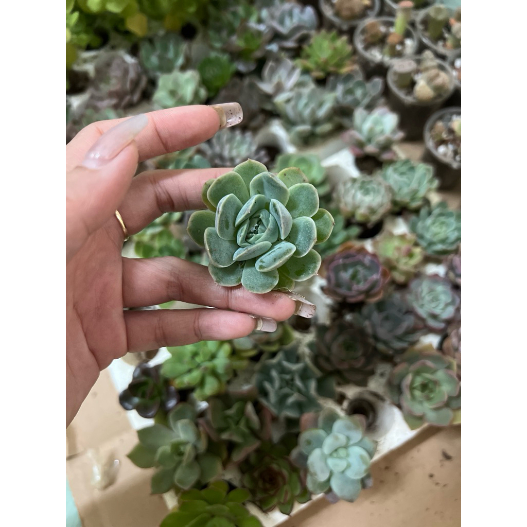 Sen đá mini 3-5cm giao ngẫu nhiên