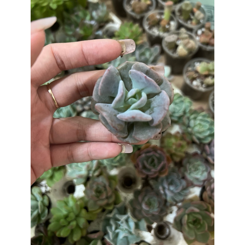 Sen đá mini 3-5cm giao ngẫu nhiên