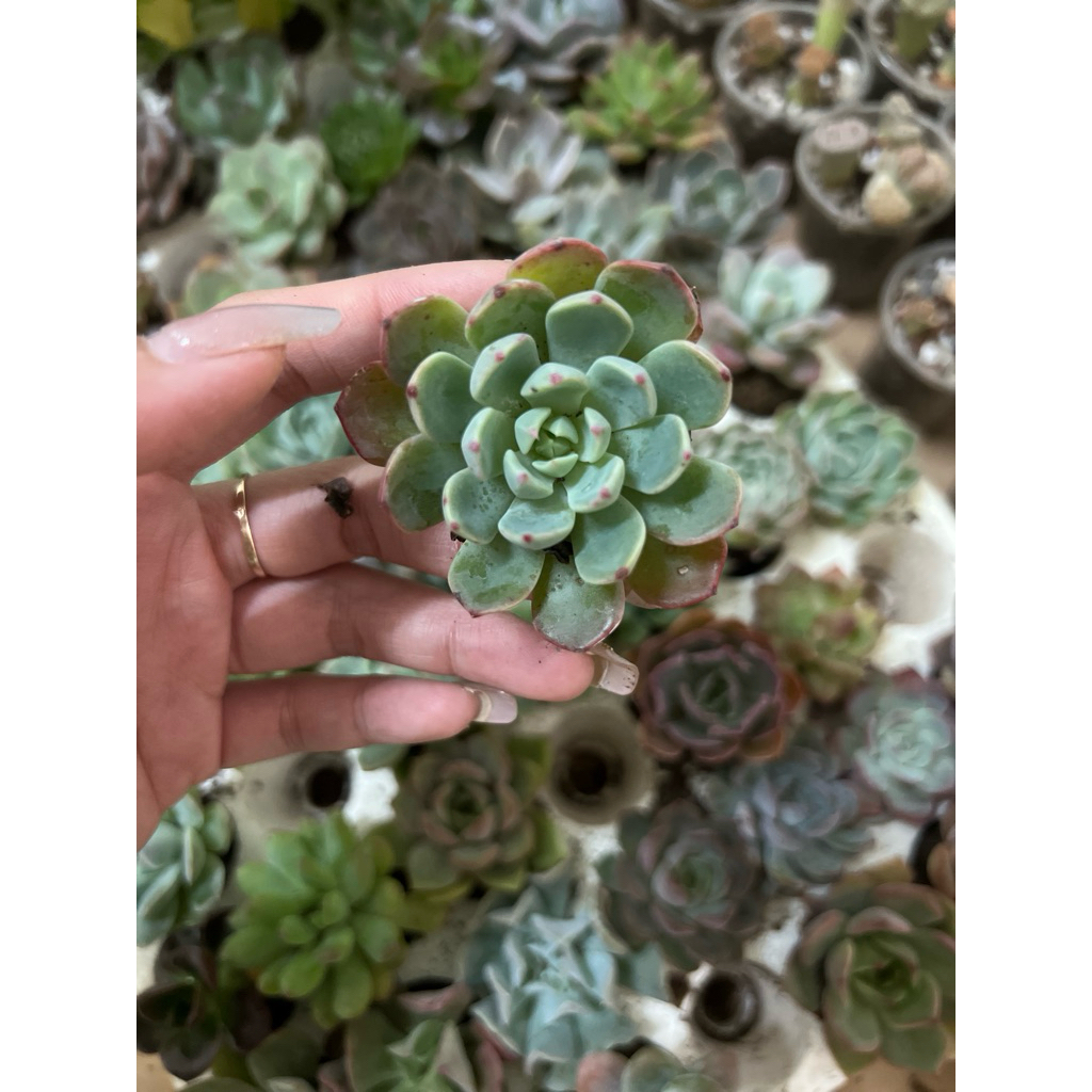 Sen đá mini 3-5cm giao ngẫu nhiên