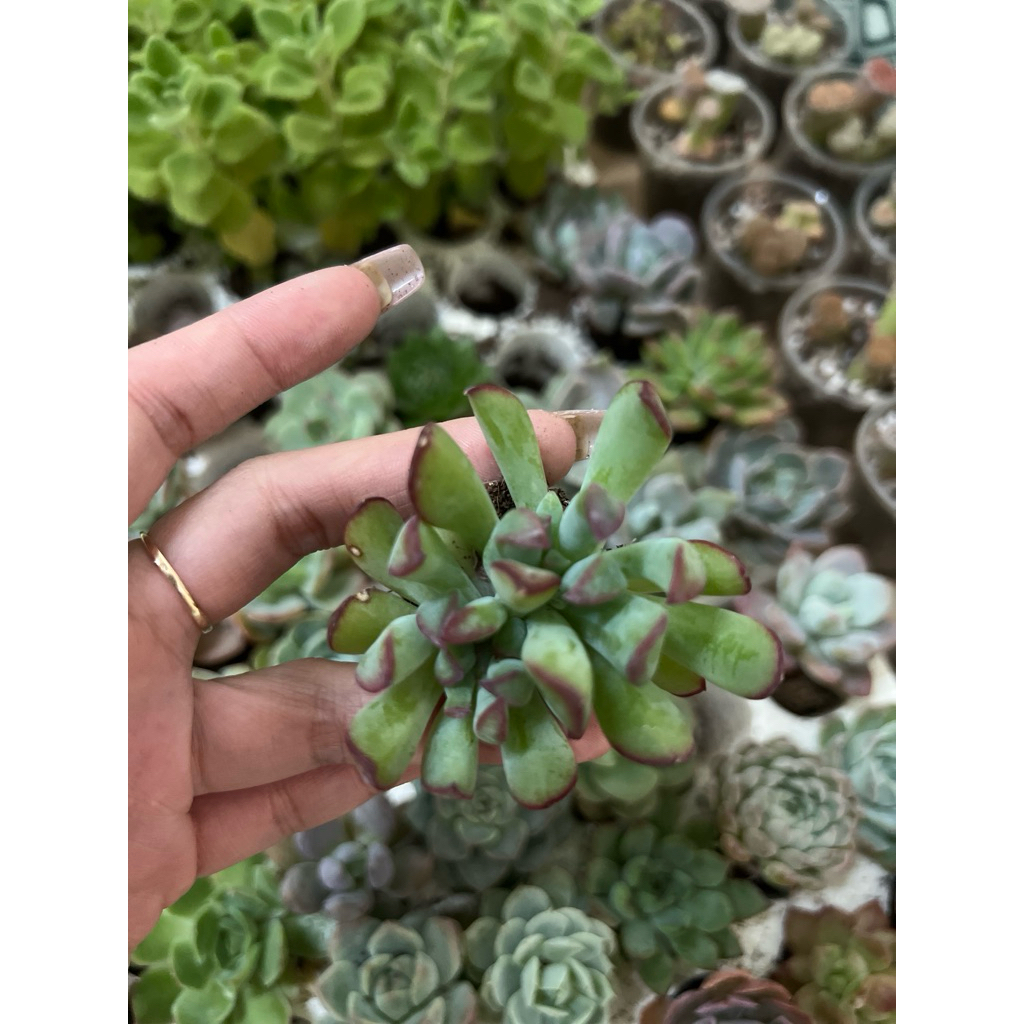 Sen đá mini 3-5cm giao ngẫu nhiên