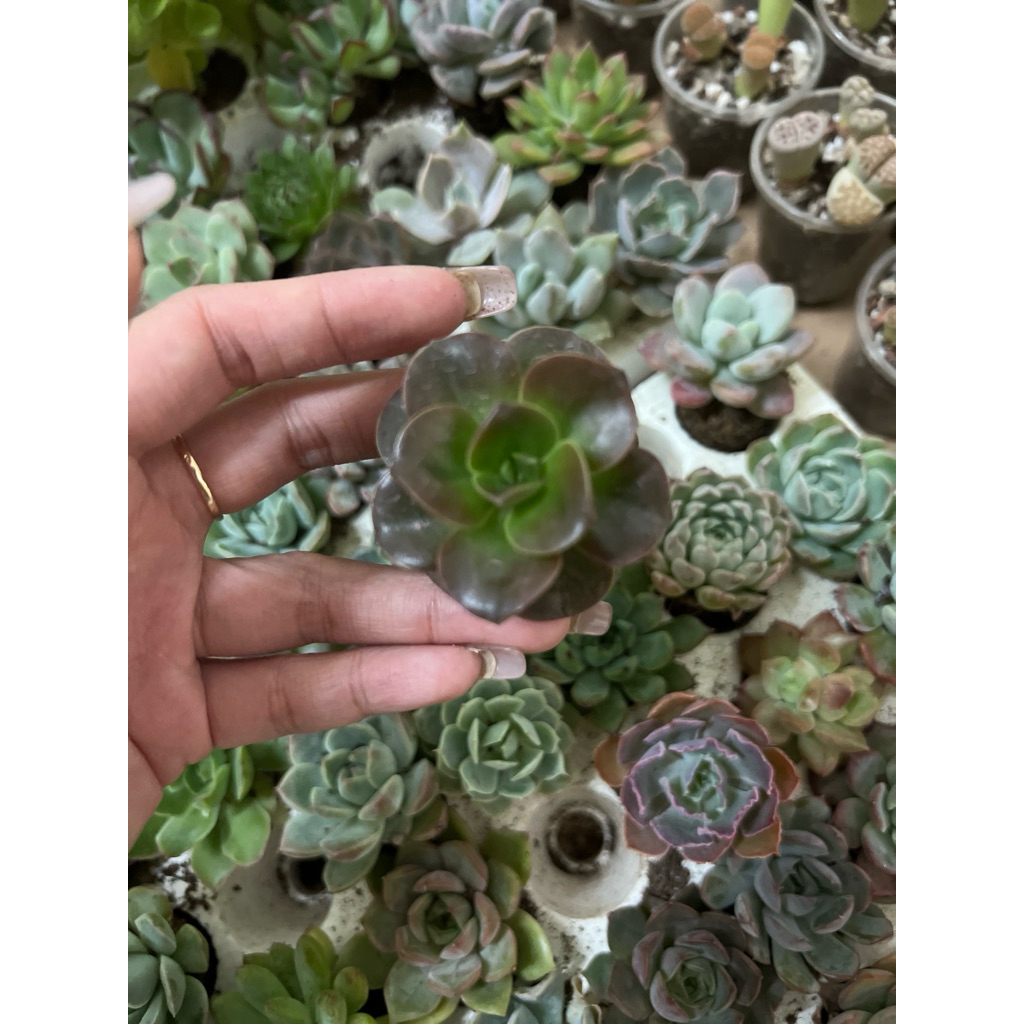 Sen đá mini 3-5cm giao ngẫu nhiên