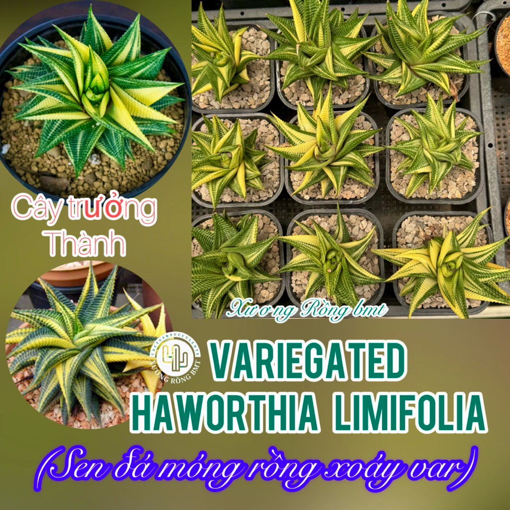 1 cây sen đá móng rồng xoáy var size 9cm-11cm | Shopee Việt Nam