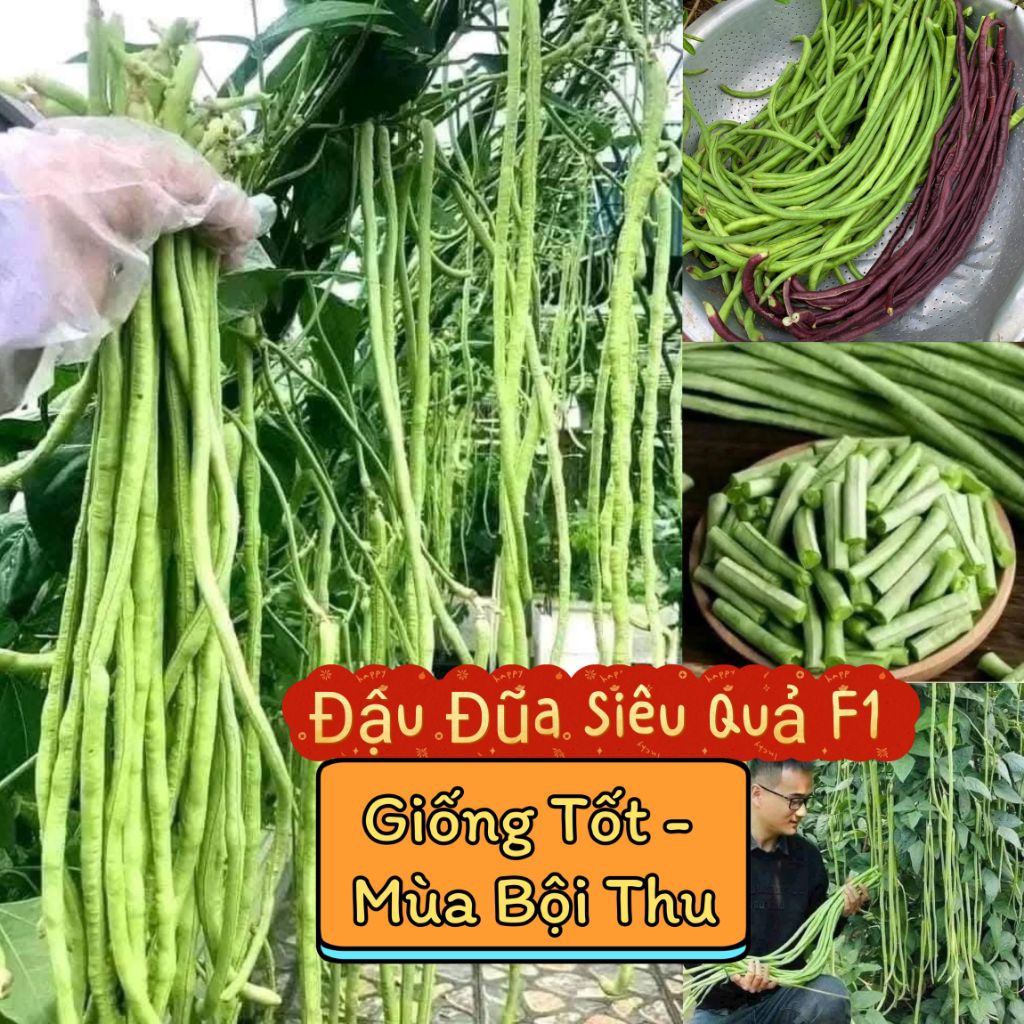 Hạt Giống Đậu Đũa Xanh Tím Siêu Dài 💯💥Sale Lớn💥💯 chất lượng cao