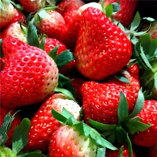 Hạt giống Dâu Tây Quả To-Strawberry Seeds for Planting-1500viên