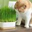 Hạt Giống Cỏ Lúa Mì Wheatgrass ( gói 20gr), Rau Ăn Lá Rạng Đông, Hạt Nảy Mầm Nhanh, Mạnh