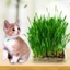 Hạt Giống Cỏ Lúa Mì Wheatgrass ( gói 20gr), Rau Ăn Lá Rạng Đông, Hạt Nảy Mầm Nhanh, Mạnh