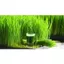Hạt Giống Cỏ Lúa Mì Wheatgrass ( gói 20gr), Rau Ăn Lá Rạng Đông, Hạt Nảy Mầm Nhanh, Mạnh