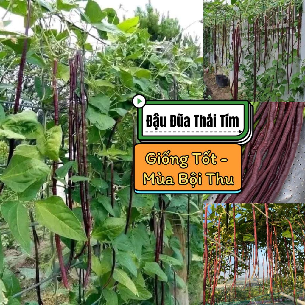 🍀Hạt Giống Đậu Đũa Tím🍀 Siêu Quả Gói 10 Gam Hạt cực kỳ năng suất