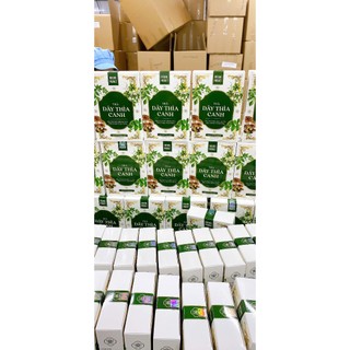 Combo 3 Hộp Trà Dây Thìa Canh - Hỗ Trợ Ngủ Ngon, Cân Bằng Huyết Áp, Thanh Nhiệt Cơ Thể