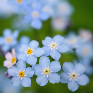 Hạt giống hoa Lưu Ly xanh -Forget-me-not Seed-100viên
