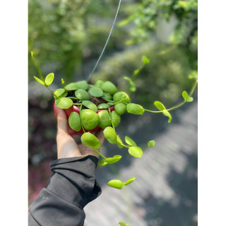 Tổng hợp các loại lan treo mini, cây trồng trong chậu hình ốc đẹp mắt cho không gian sống - Vườn Như Ngọc