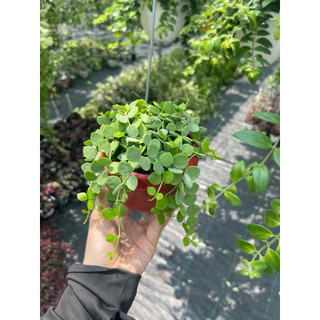 Tổng hợp các loại lan treo mini, cây trồng trong chậu hình ốc đẹp mắt cho không gian sống - Vườn Như Ngọc