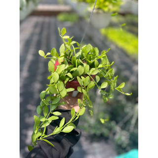 Tổng hợp các loại lan treo mini, cây trồng trong chậu hình ốc đẹp mắt cho không gian sống - Vườn Như Ngọc