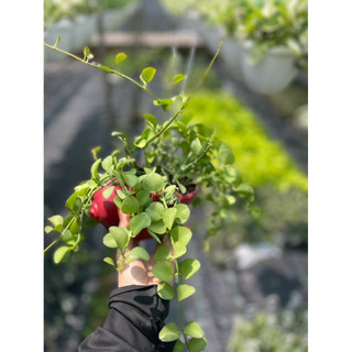 Tổng hợp các loại lan treo mini, cây trồng trong chậu hình ốc đẹp mắt cho không gian sống - Vườn Như Ngọc