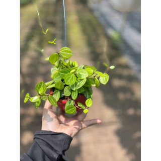 Tổng hợp các loại lan treo mini, cây trồng trong chậu hình ốc đẹp mắt cho không gian sống - Vườn Như Ngọc