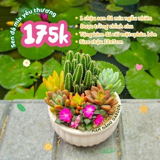 ​✨ [Mẫu Đại] Sen Đá Mix Yêu Thương Size 12x7cm - Trồng Sẵn Chậu Thiết Kế - Quà Tặng Sang Trọng - MẦM NẮNG GARDEN ✨