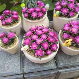Sen đá Hồng Sao cả bụi như ảnh size 7-8-9cm có sẵn tại vườn MẦM NẮNG GARDEN lỗi 1 đền 1