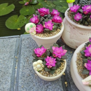 Sen đá Hồng Sao cả bụi như ảnh size 7-8-9cm có sẵn tại vườn MẦM NẮNG GARDEN lỗi 1 đền 1