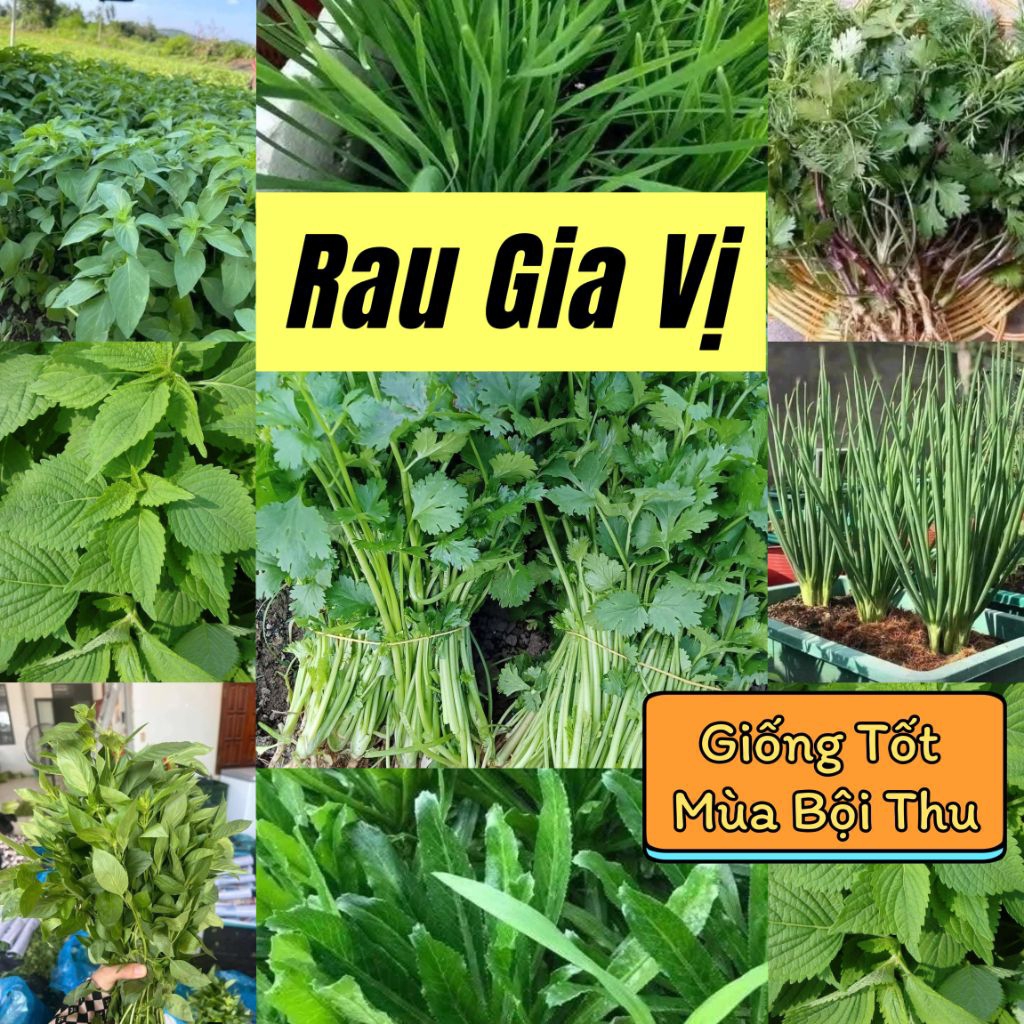 Hạt giống Rau Gia Vị, các Loại húng quế, rau mùi, hành lá...rau thơm  💖 NẢY MẦM CỰC ĐỈNH💖 giống f1 sống quanh năm