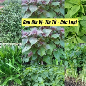 Hạt giống rau tía tô dùng làm gia vị cực dễ trồng nảy mầm 99% [ NONG TRAI XANH ]