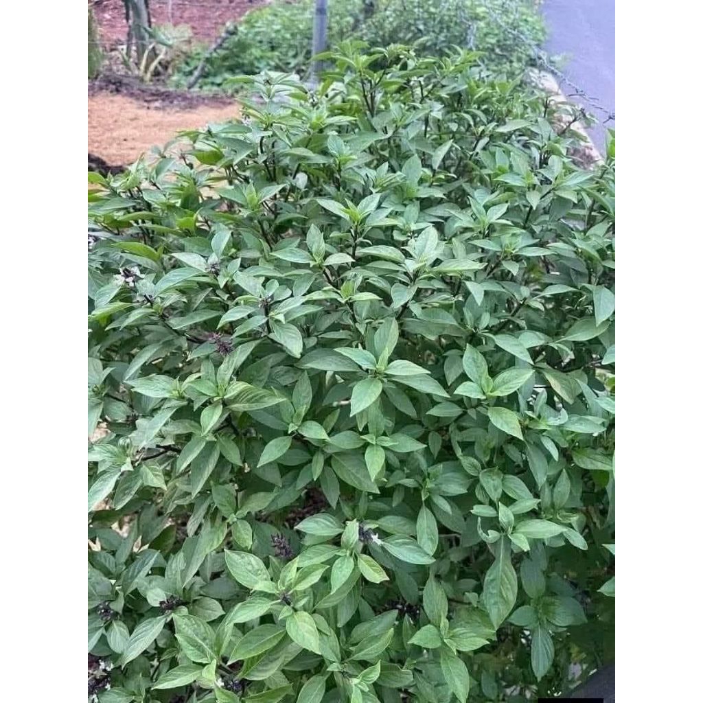 Hạt giống rau tía tô dùng làm gia vị cực dễ trồng nảy mầm 99% [ NONG TRAI XANH ]